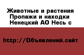 Животные и растения Пропажи и находки. Ненецкий АО,Несь с.